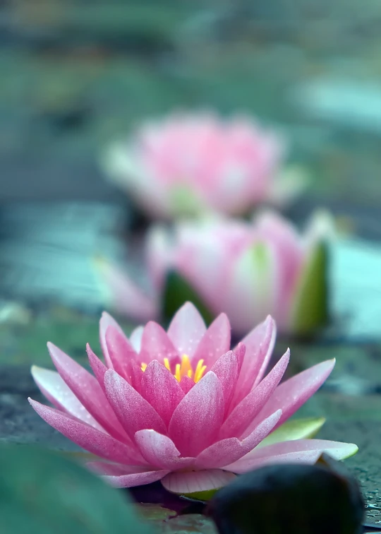 pink flowers in the water with ripples on the water