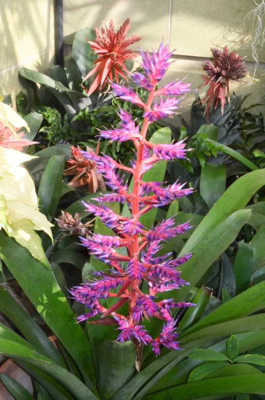 a garden with some pink and purple flowers and green plants