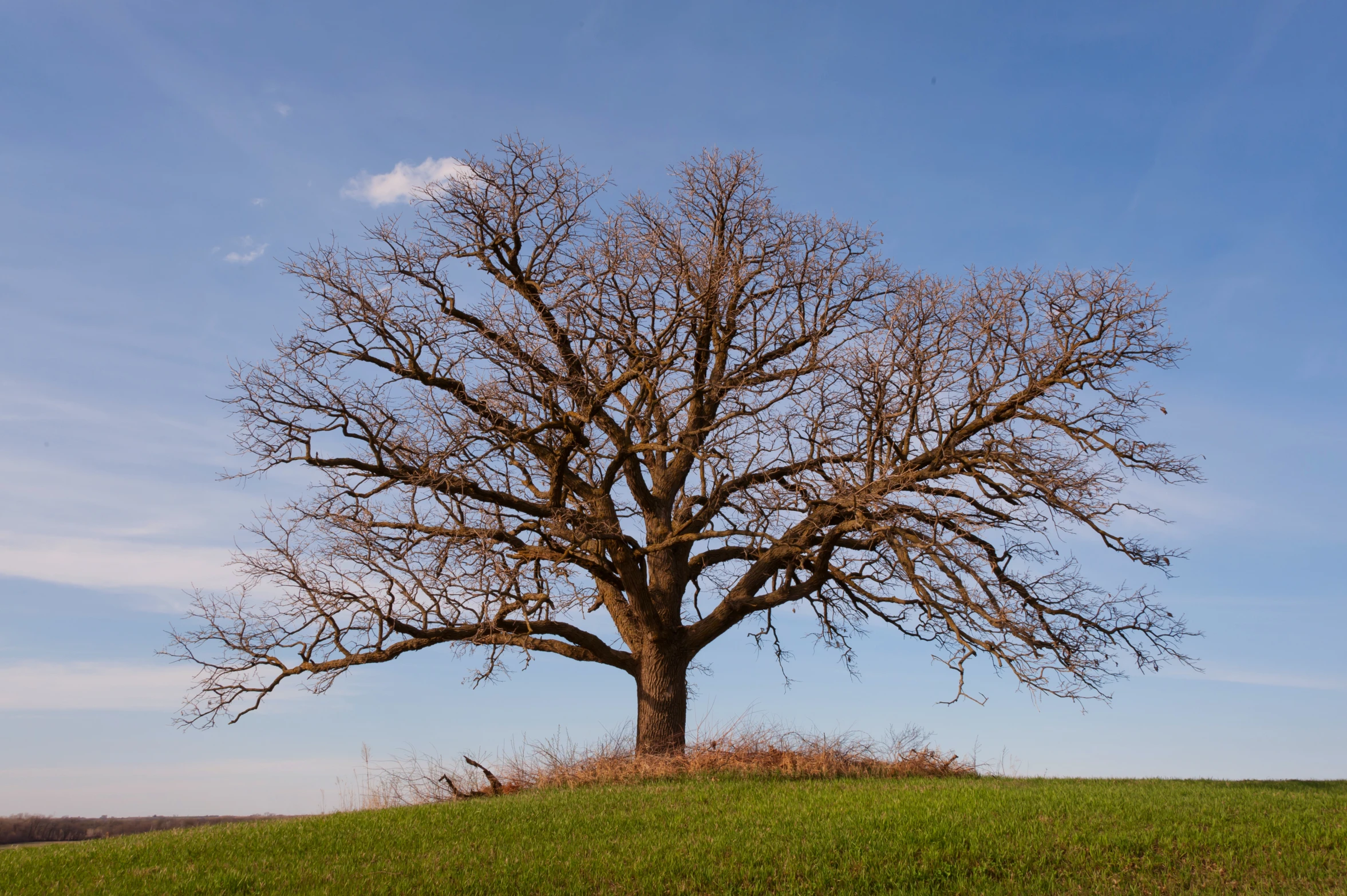 a big tree with no leaves on it in the grass