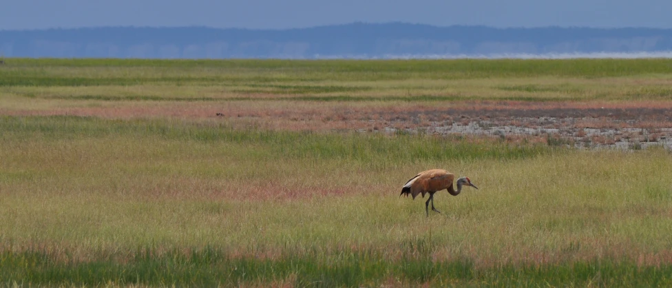 a ram is eating grass on a large field