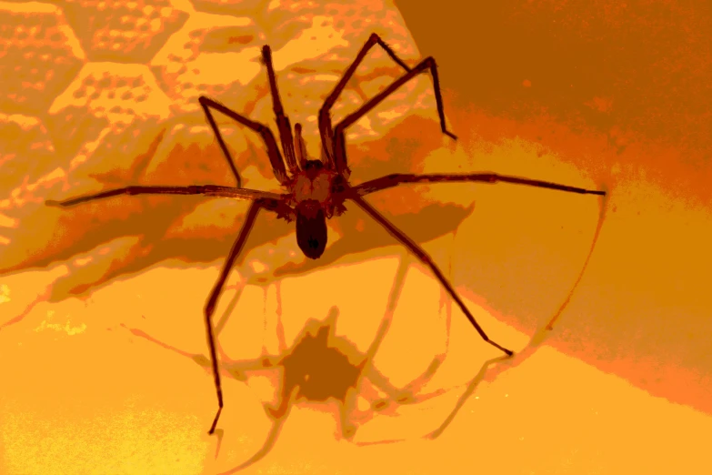 a black widow sits on the surface near a keyboard