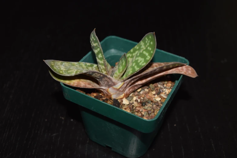 a small potted plant with very large green leaves