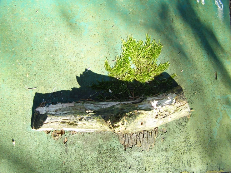 the image shows a tree stump with a nch on it