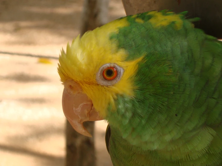 a green and yellow bird with red eyes and beak