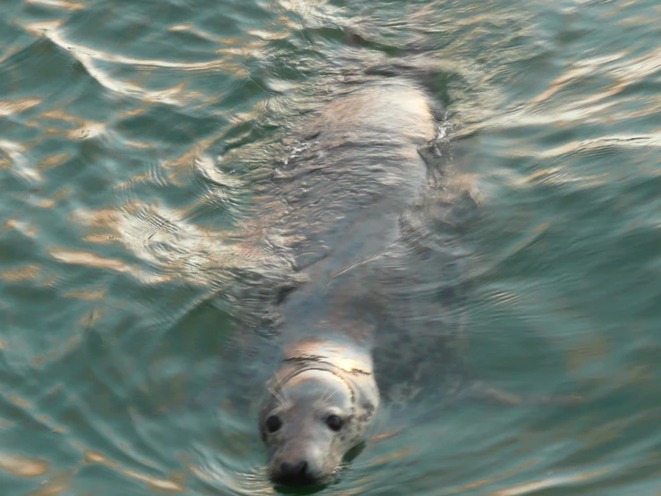 a grey animal in the water near a boat