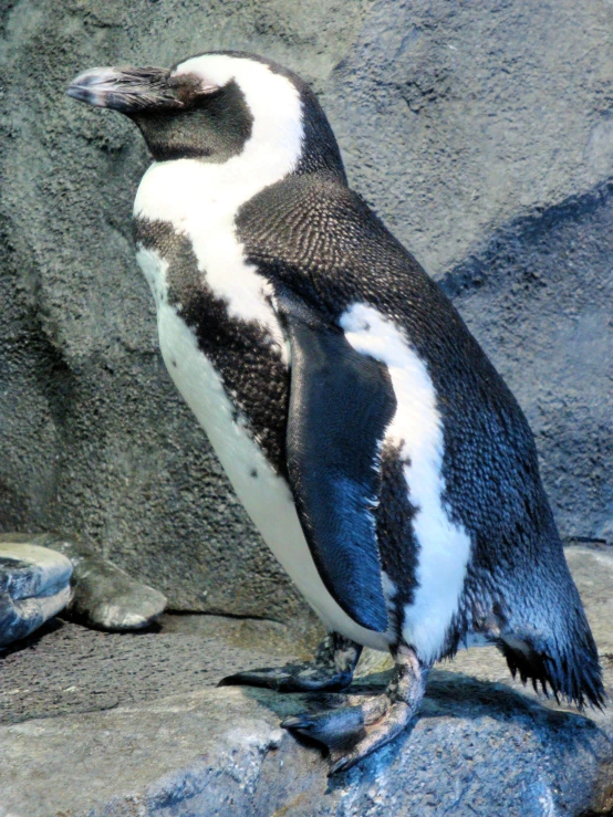 a penguin is standing in front of some big rocks