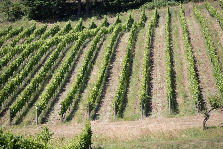 a large field filled with lots of crops