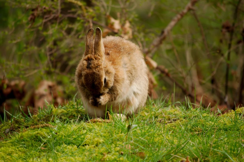 a large brown rabbit standing on top of a green field