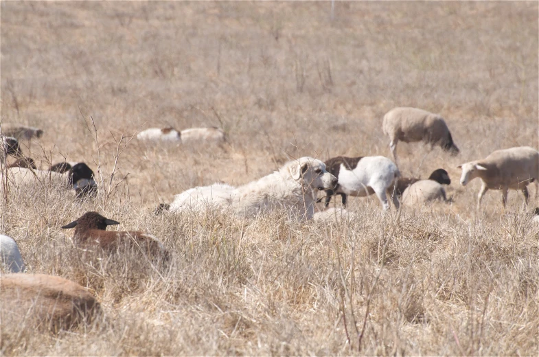 a herd of goats in a grassy field