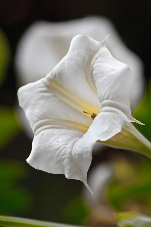 a white flower sits in the center of a blurry green background