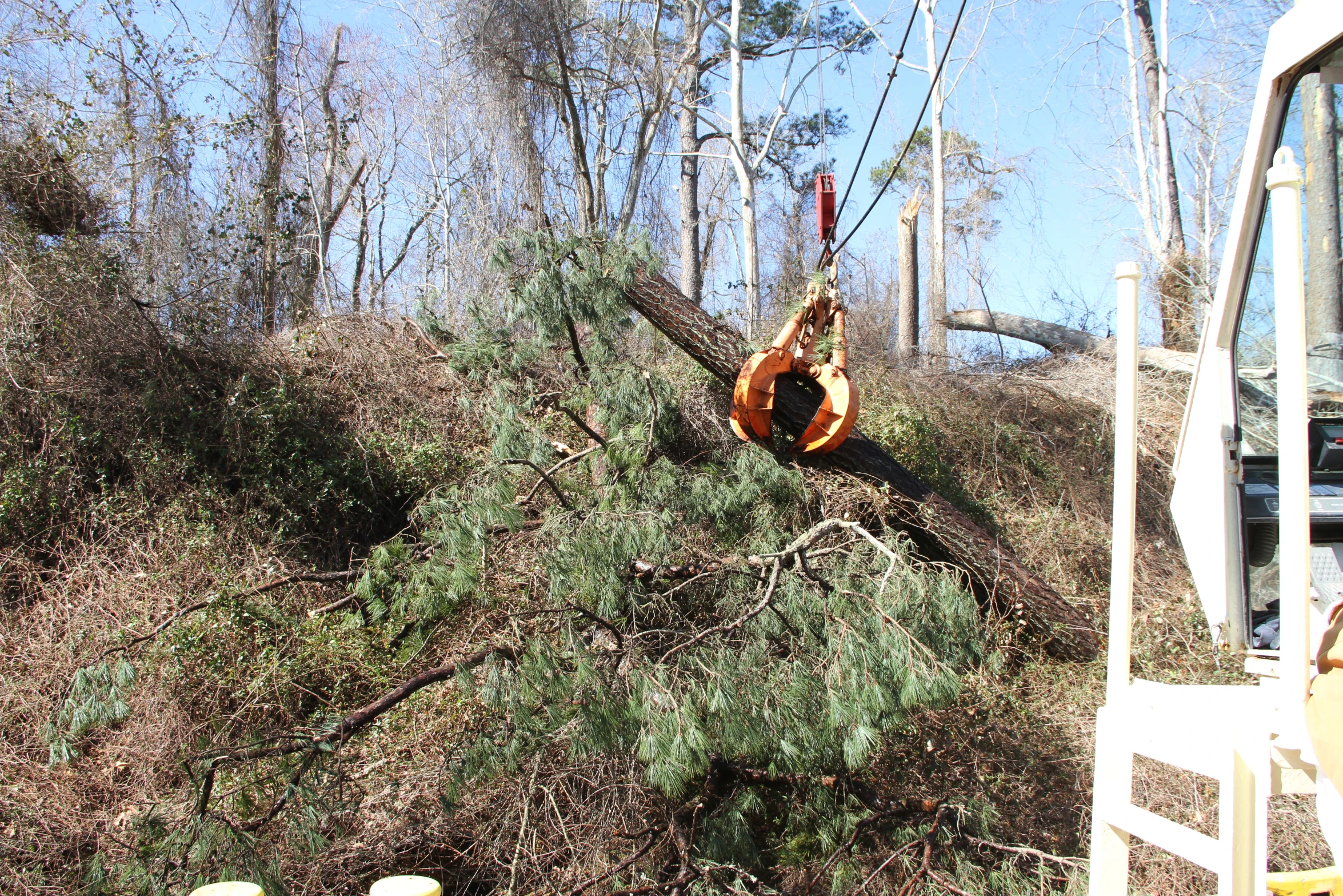 there is a construction worker removing nches from a tree