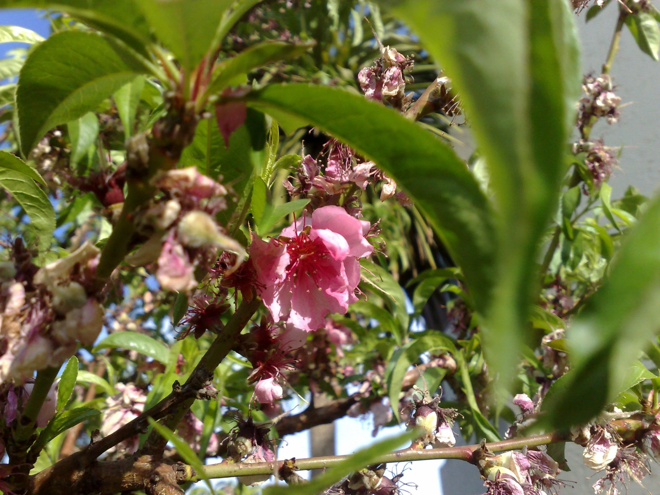 a tree with a pink flower in blossom