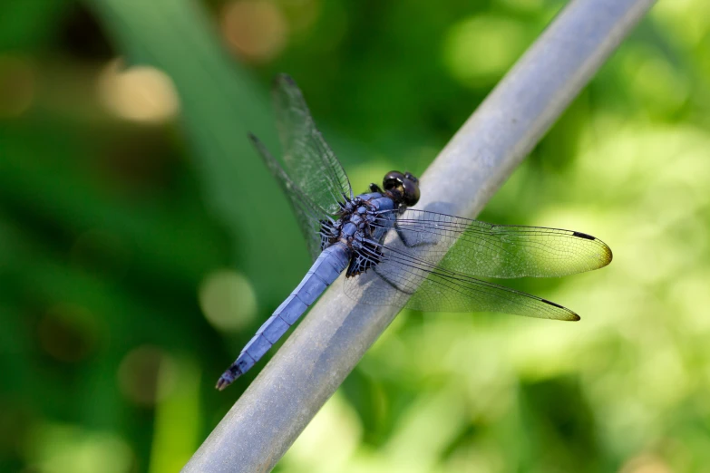 a close up image of a dragonfly on a nch