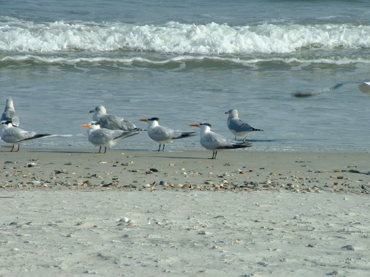 a group of seagulls and sea gulls on the beach