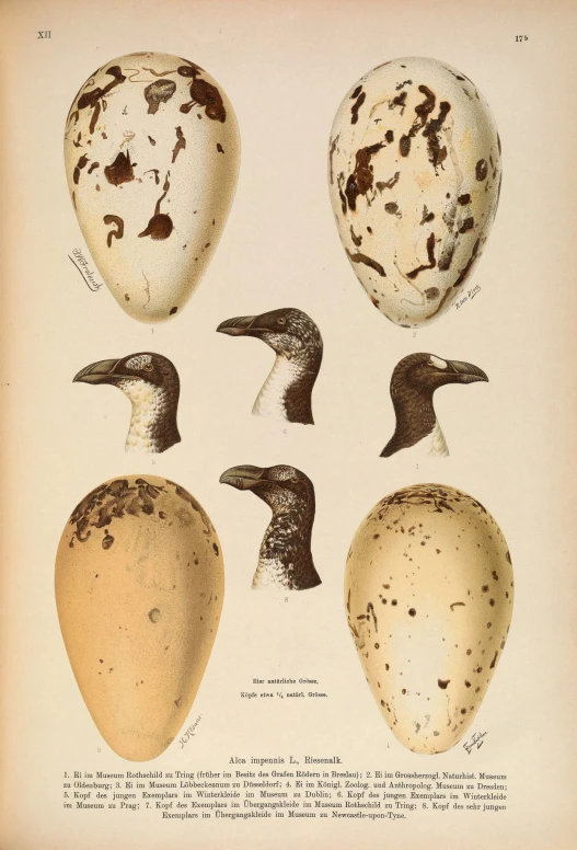 old pograph of quails from the nineteenth century