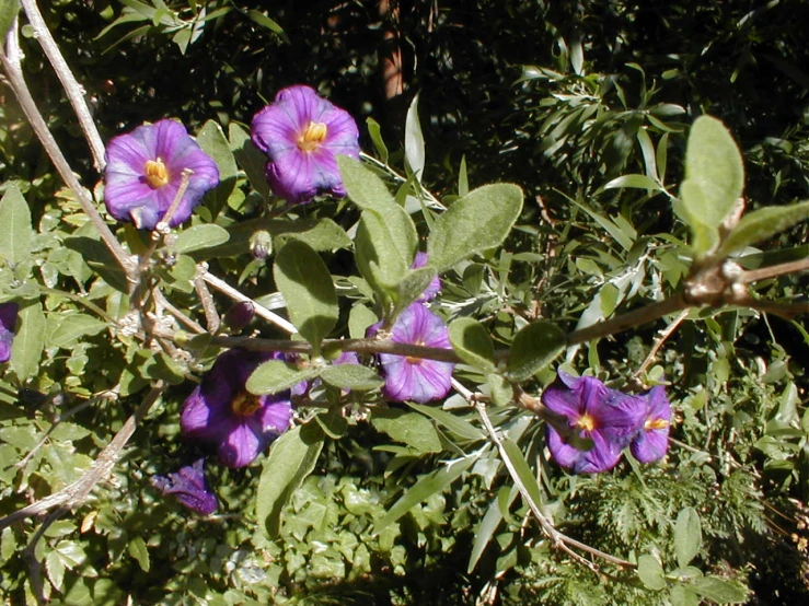 purple flowers are blooming near some green leaves