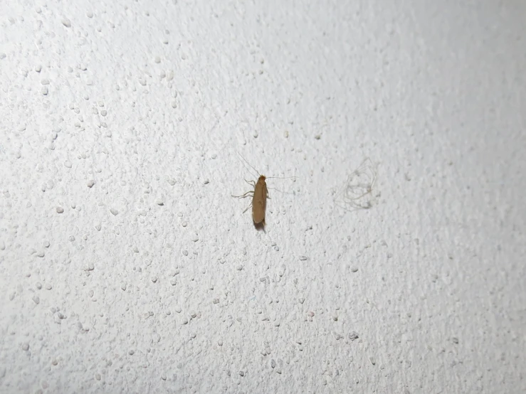 a tiny insect is sitting on a white surface