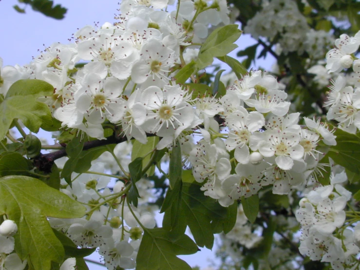 a nch of a cherry tree with white blooms