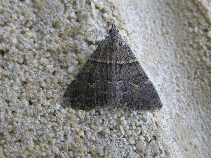 a small gray moth on a rock