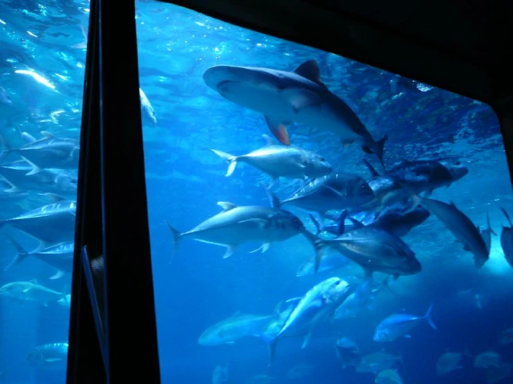 an aquarium filled with lots of fish swimming