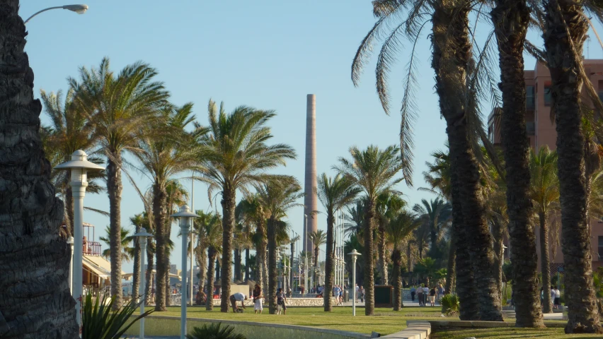 palm trees lining the walkway in a tropical city