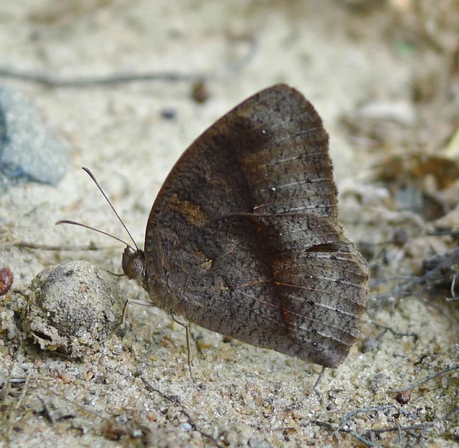 a small brown moth on the ground next to rocks