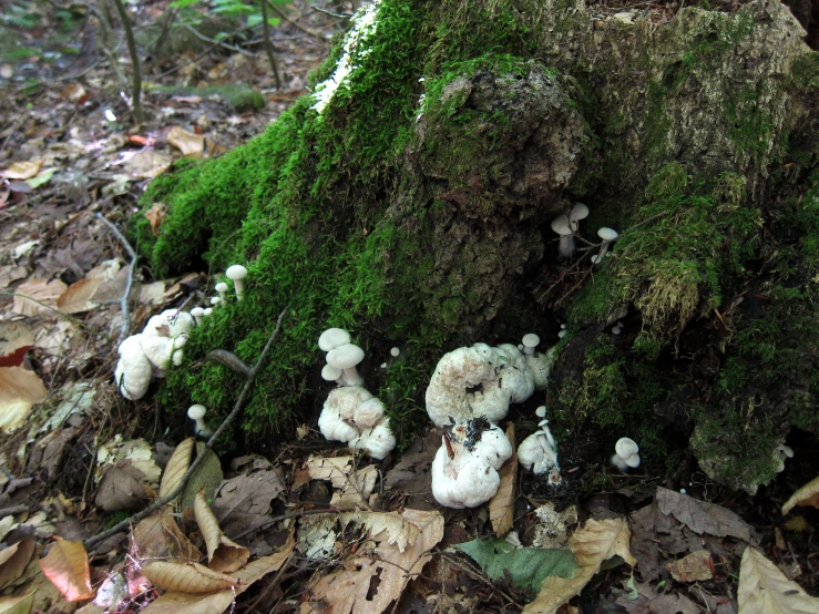 a moss covered log sits in the woods