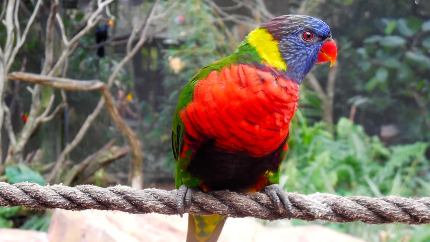 a colorful parrot is standing on a rope