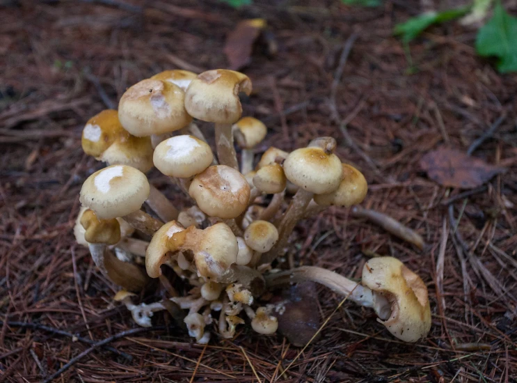 several white mushrooms grow in the ground with leaves