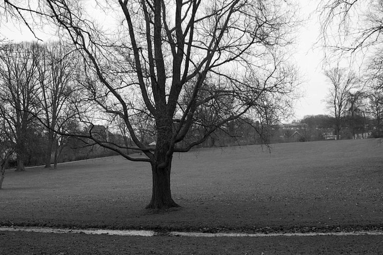 an empty park with bare trees in the background
