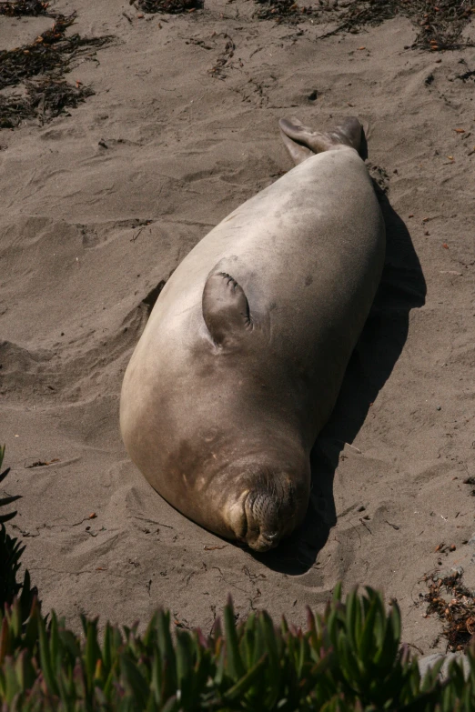 a large seal on the sand of a beach