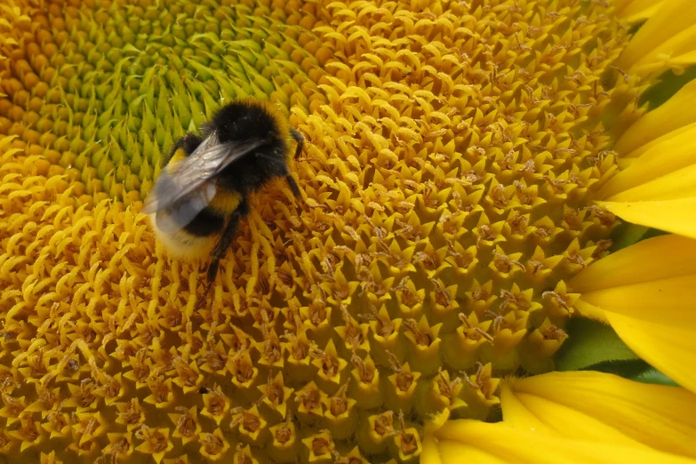 a bee on a yellow and green flower