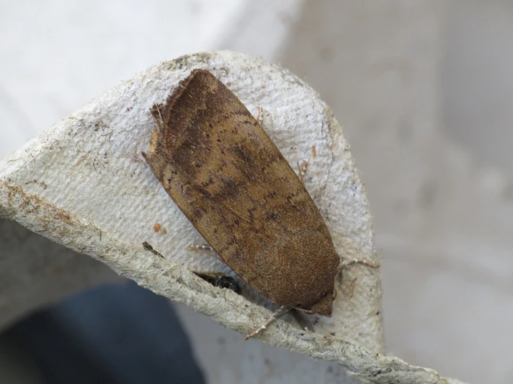 a brown moth is laying on a piece of cloth