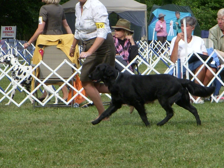 a person and his dog play on the grass