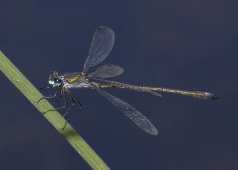 a bug sitting on top of a plant stem with wings