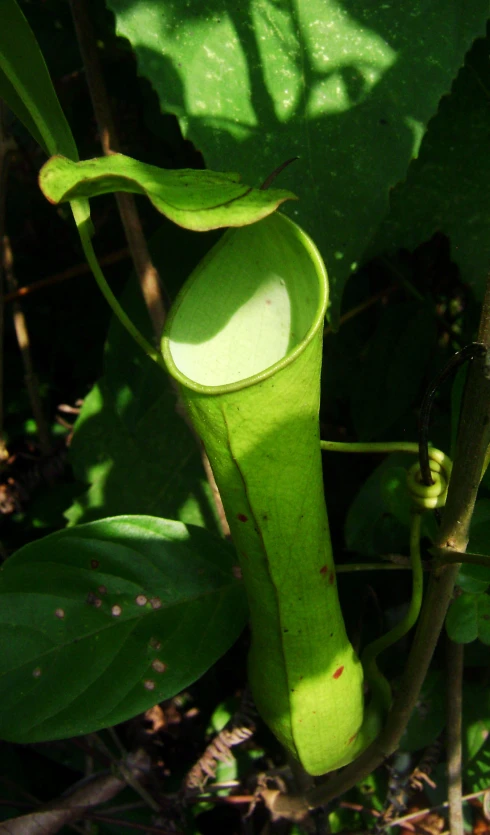 a plant with green, unripe leaves hanging on to it