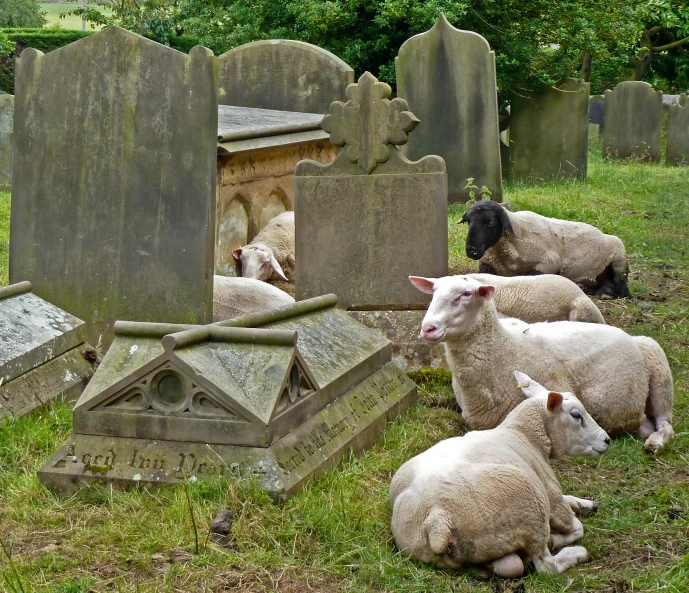 several sheep and two lambs laying in a cemetery