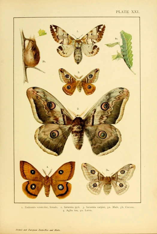 a group of moths, and insects in the wild