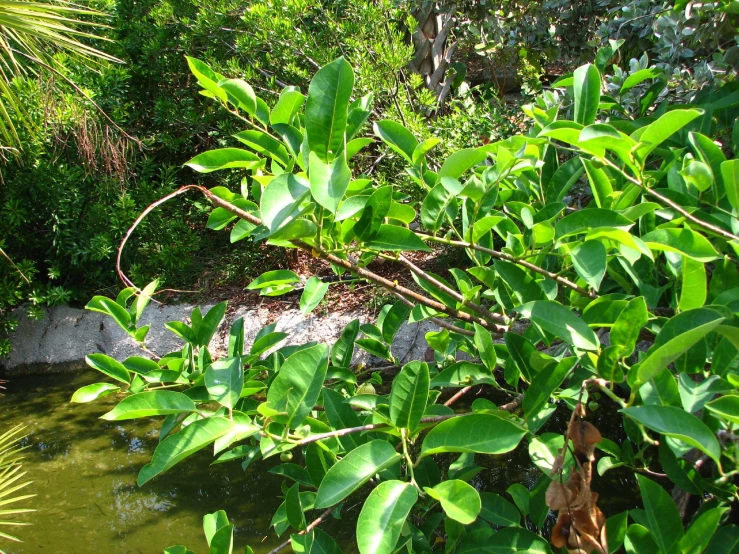 the jungle near a stream has green plants growing on it