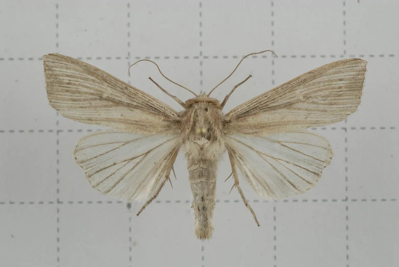 an uncut white insect with large wings