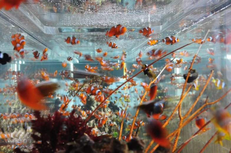 a couple of small orange and black fish in an aquarium