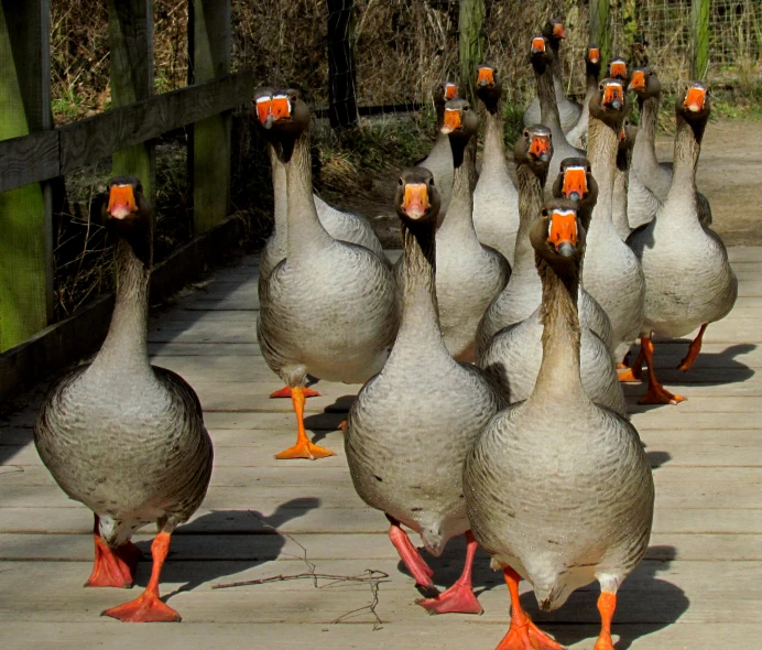 the ducks are walking in the line on the pier