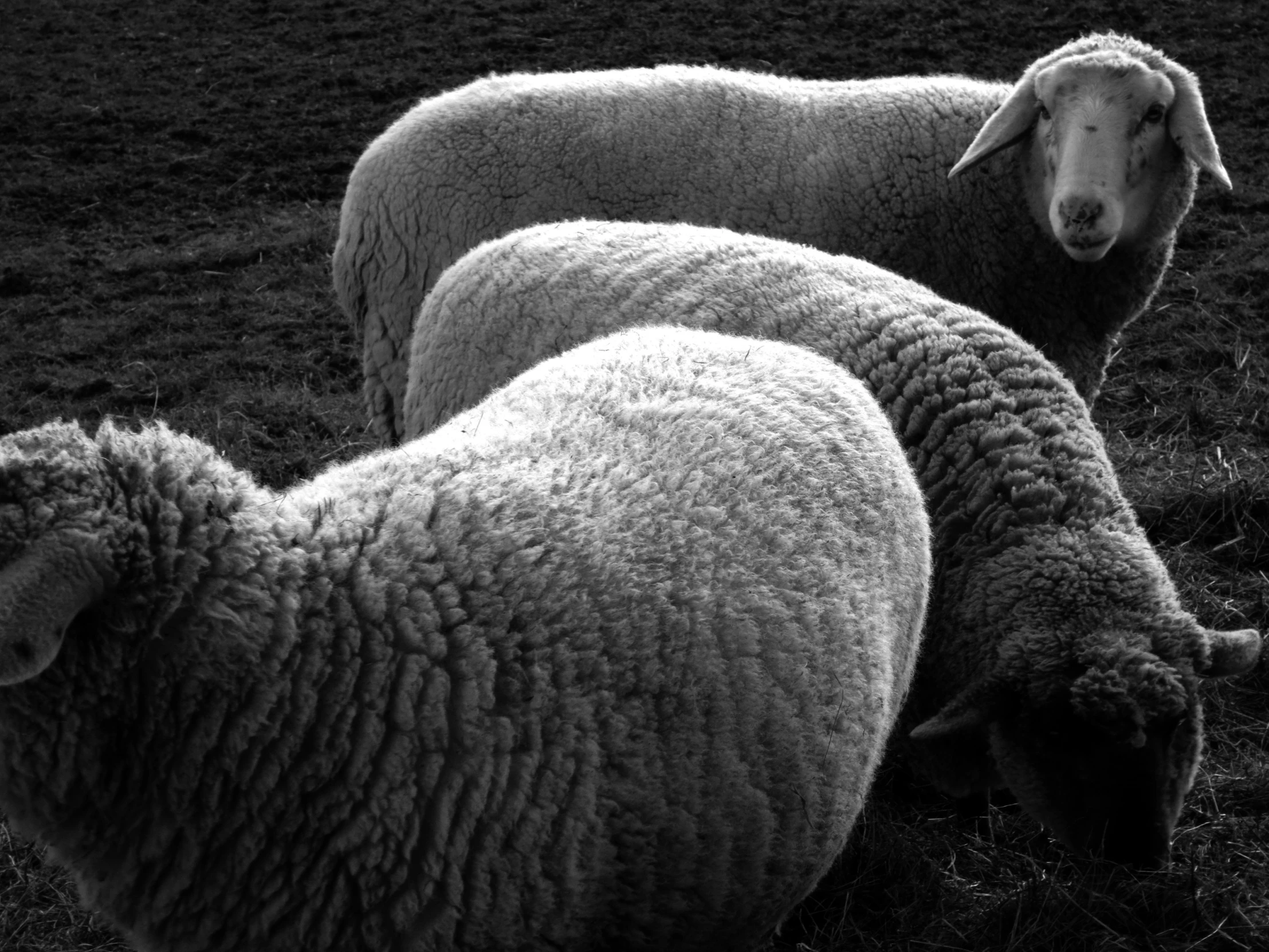 a number of sheep grazing in a field