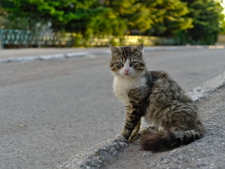 there is a small brown cat that has soing in its mouth