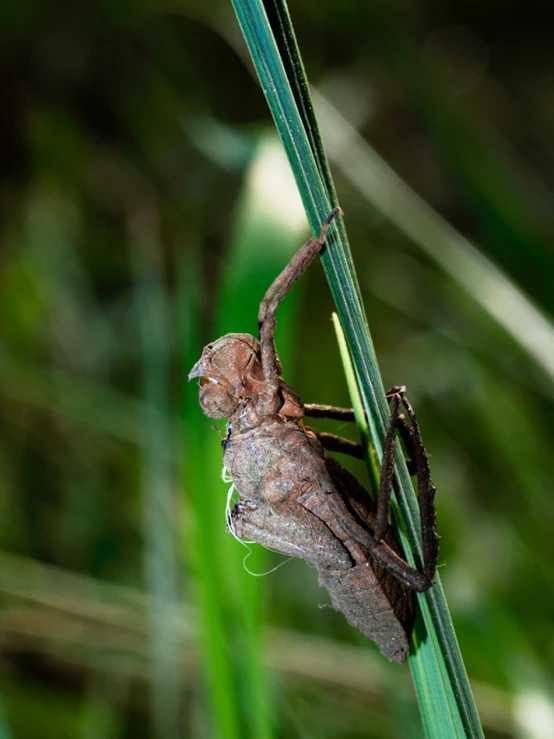 a very big bug sitting on top of a leaf