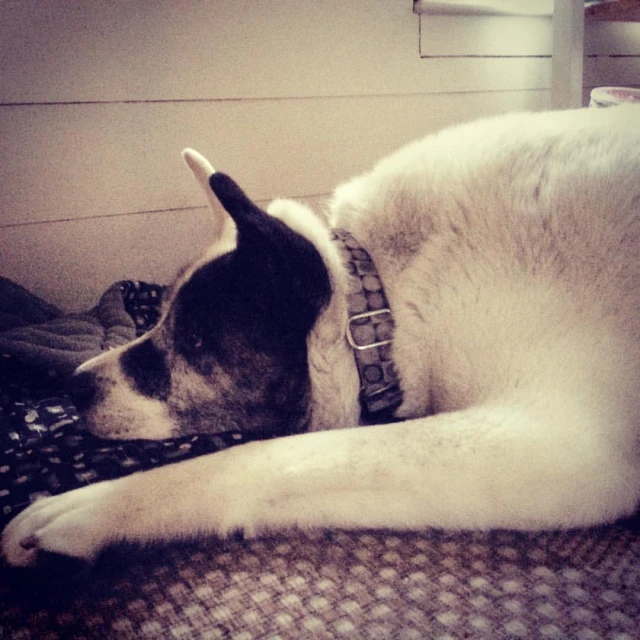 a dog sleeping on top of a bed