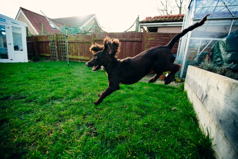 a dog leaping over a wooden fence to catch a ball