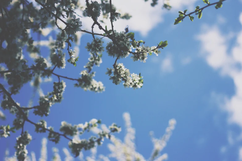 flowers on the nch of a tree against a blue sky