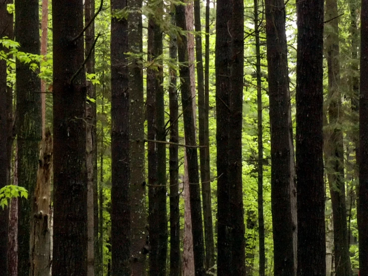 a group of tall trees in a forest