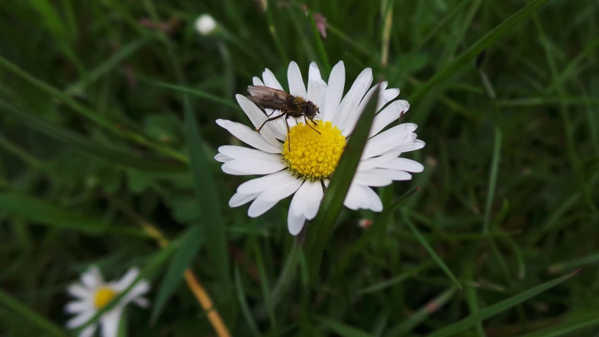 the bee is sitting on the small white flower